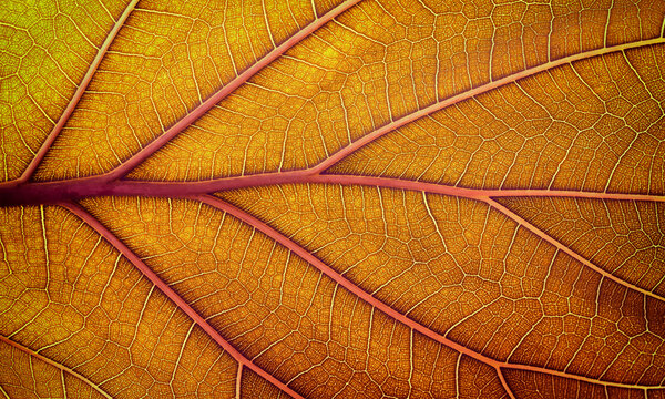 organic leaf as background, macro texture of autumn leaves