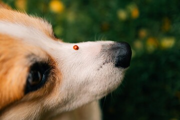 Ladybug on a corgi dog's nose