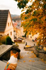 Corgi dog looking at the old European town of Loket in autumn