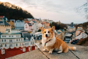 Corgi dog looks at the old European town of Karlovy Vary in autumn