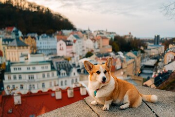 Corgi dog looks at the old European town of Karlovy Vary in autumn - obrazy, fototapety, plakaty