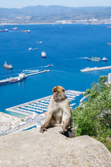 A wild macaque or Gibraltar monkey, one of the most famous attractions of the British overseas...