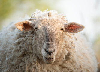 Portrait of a domestic sheep