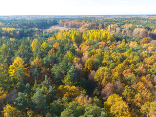 Aerial view of a rural road with  in yellow and orange autumn fo