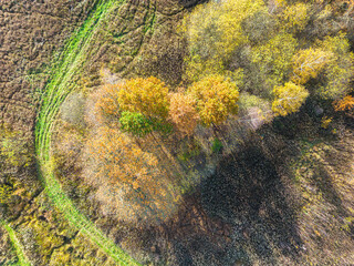 AERIAL forest in amazing autumn shades with road hiding under tr