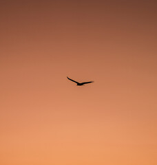 Fototapeta na wymiar bird in the sky orange