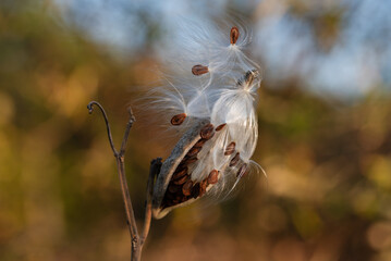 Asclepias syriaca,  common milkweed, silkweed.