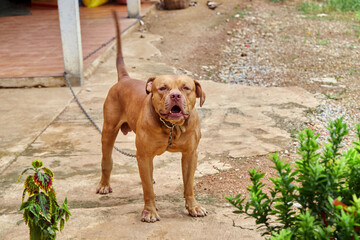 Pit bull terrier standing on field