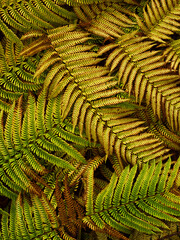 Fern (Tracheophyta), fern leaves, 25 fontes levada, Madeira, Portugal