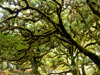 Fototapeta na wymiar Fanal laurel forest on the island of Madeira