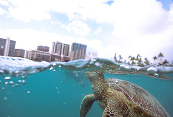 Snorkeling with Wild Hawaiian Green Sea Turtles in the Ocean off Waikiki Beach 