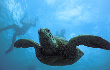 Obraz premium Snorkeling with Wild Hawaiian Green Sea Turtles in the Ocean off Waikiki Beach 