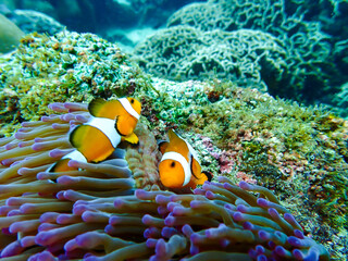 Fototapeta na wymiar Nemo clown fish at a snorkeling trip at Samaesan Thailand. dive underwater with fishes in the coral reef sea pool. 