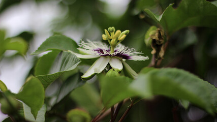  seen from the side, marStory fruit flowers or Passion Flowers, which are able to overcome various...
