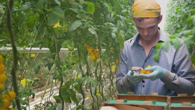 picking cherry tomatoes. worker collects crops on the farm. A man cuts tomatoes with pruning shears. Gardening, agriculture concept