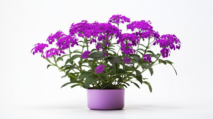 Naklejka na ściany i meble A solitary Verbena hybrida of purple hue sitting