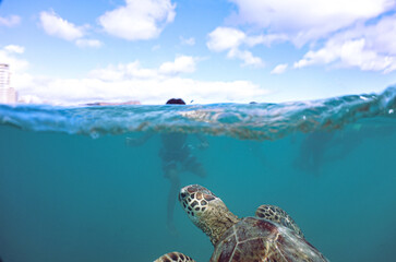 Obraz premium Snorkeling with Wild Hawaiian Green Sea Turtles in the Ocean off Waikiki Beach 