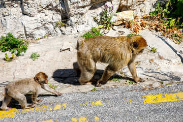 A wild macaque or Gibraltar monkey, one of the most famous attractions of the British overseas territory. Apes' Den in the Upper Rock Natural Reserve in Gibraltar Rock