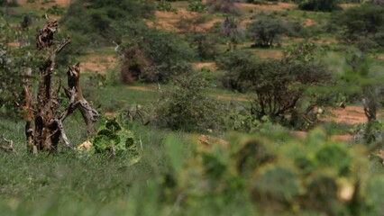 Extreme wide shot of three cheetahs (Acinonyx jubatus) walking through short grass at noon in Africa.
