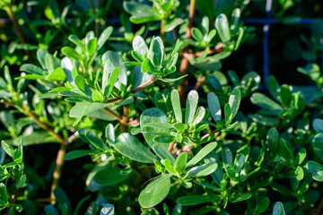 Obraz na płótnie Canvas Many vivid green fresh leaves of Portulaca oleracea plant, commonly known as purslane, duckweed, little hogweed or pursley, in a garden in a sunny summer day, beautiful outdoor floral background .