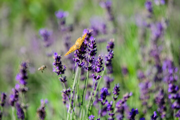 Many small blue lavender flowers in a sunny summer day in Scotland, United Kingdom, with selective focus, beautiful outdoor floral background.