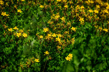 Many delicate yellow flowers of Hypericum perforatum plant, commonly known as.perforate or common...
