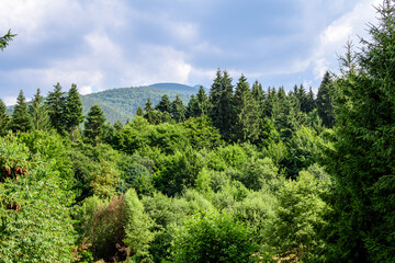 Fototapeta na wymiar Landscape with many large green trees and fir trees in a forest at at mountains, in a sunny summer day, beautiful outdoor monochrome background.