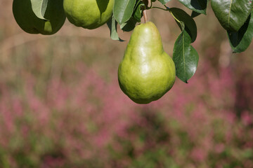 Ripe green healthy pear growing on tree in orchard