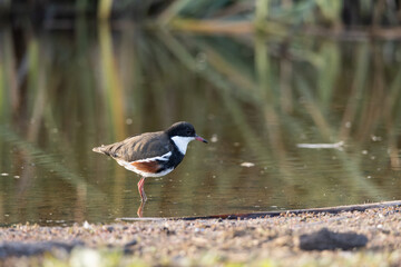 black-fronted dotterel plover