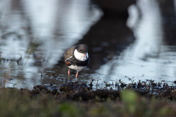 black-fronted dotterel plover