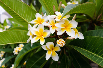 Obraz premium Closup Flowers Frangipani Plumeria