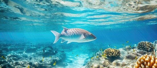 Fototapeta na wymiar Little gray fish swim near coral reef in clear blue water, captured underwater.