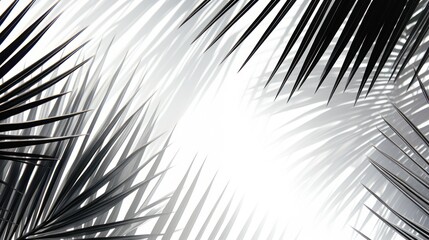 Obraz premium Abstract background of shiny palm leaves on isolated white background. White and black.