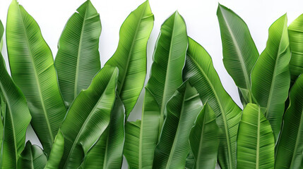 Banana leaves, palmas. Tropical leaves. Seamless pattern on isolated white background.