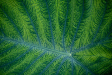 Background image of a leaf pattern