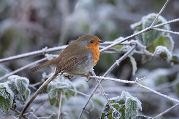 A close up of a robin, Erithacus rubecula, as it is perched on a frosty branch and surrounded by other frost covered vegetation - 687014810
