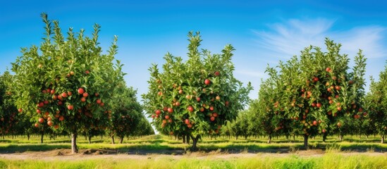 Obraz premium row of apple trees, pre-harvest