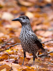 Spotted nutcracker (Nucifraga caryocatactes macrorhynchus)