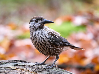 Spotted nutcracker (Nucifraga caryocatactes macrorhynchus)