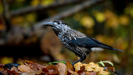 Spotted nutcracker (Nucifraga caryocatactes macrorhynchus)