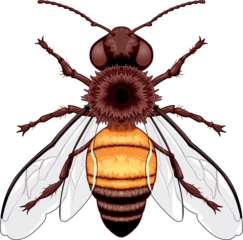 Poster Im Rahmen Bee top view, vector isolated animal. © ddraw