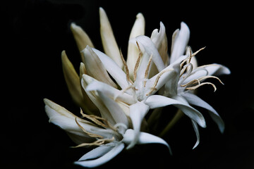 close up of a white coffee arabika flower