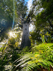 A big Tane Mahuta,Agathis australis tree in Waipoua
forest in north island of New Zealand