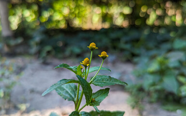 Small yellow flowers on a background of green foliage in the garden