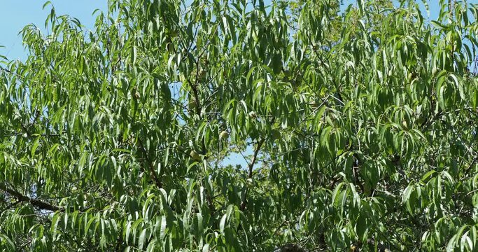 An almond tree or prunus amygdalus with flexibles branches bearing many grey-green young fruits and long, narrow dark green lance-shaped leaves under a blue sky