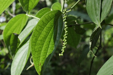 View of a Black pepper spike that is not yet developed, is hanging from a vine stem