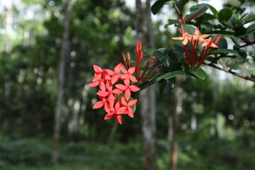 Beautiful red flower clusters blooming on a Jungle geranium plant