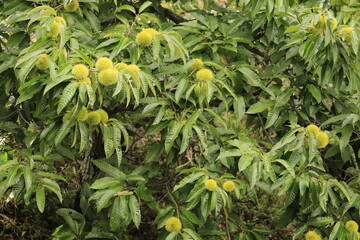 緑色のイガの栗の木のアップ