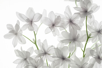 pattern of flowers. white translucent flowers with green stems, white background. plants and beauty concept