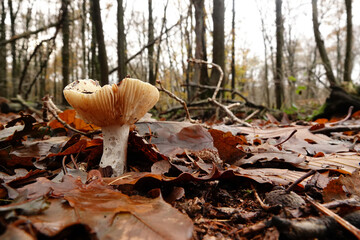 Low angle closeup on an Ochre Brittlegill or Common Yellow Russula ochroleuca mushroom in the forest - obrazy, fototapety, plakaty